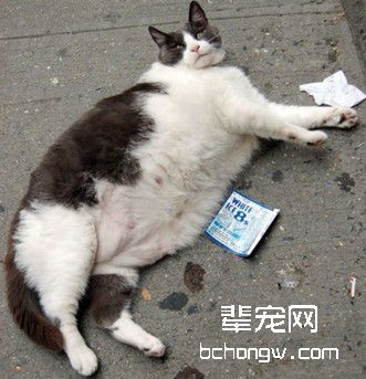 猫脂肪肝的营养治疗