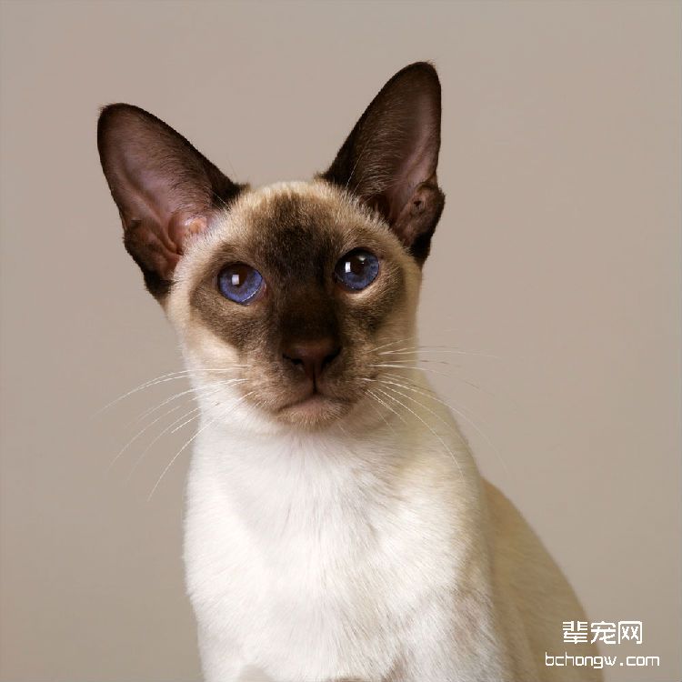 暹罗猫的铜缺乏症