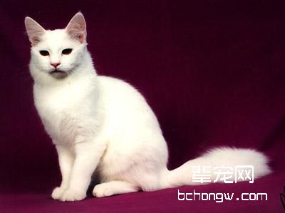 土耳其安哥拉猫糖尿病的预防办法
