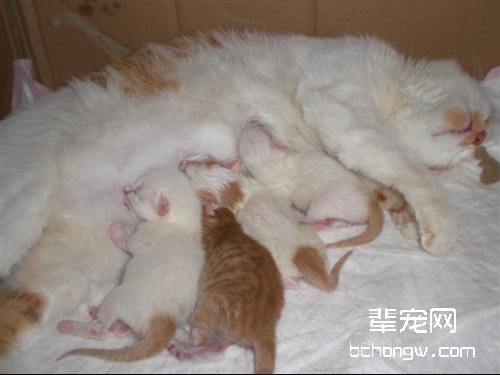 了解母猫顺产全过程