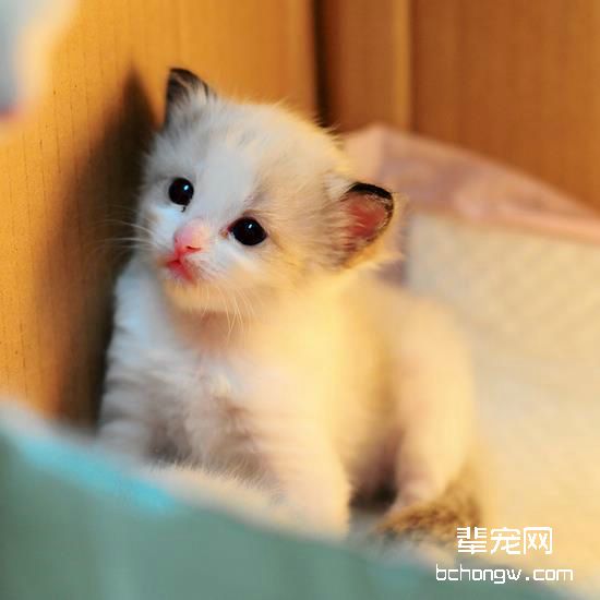 常见猫咪腹泻的原因及治疗办法