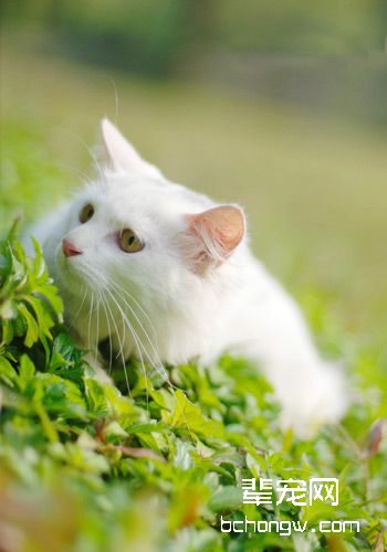 小猫慎防三大类过敏性皮炎