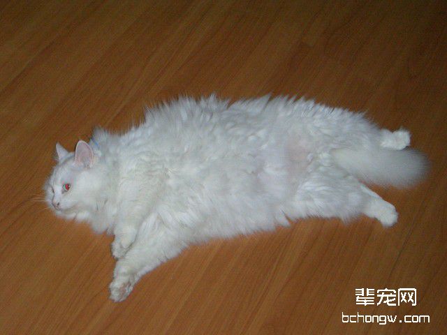 猫咪胰腺炎的病因