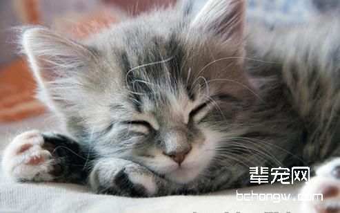 猫猫精神不佳的原因