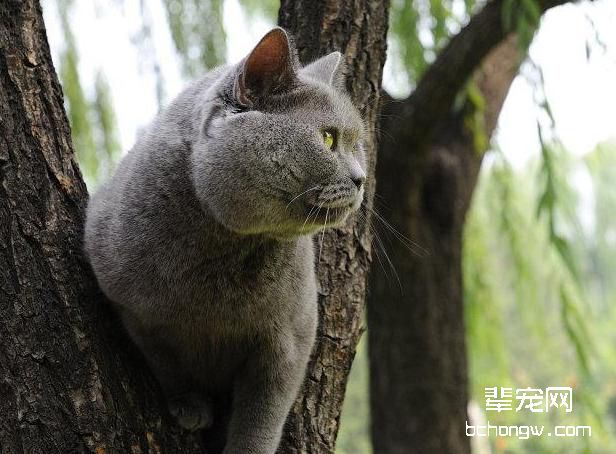 猫咪的一些正常生理指标