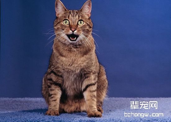 猫绝育后为什么还会发情