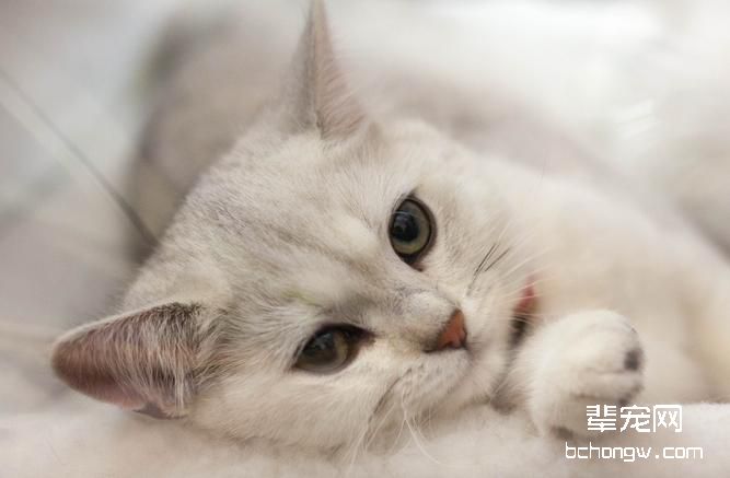 如何在家护理猫咪牙齿