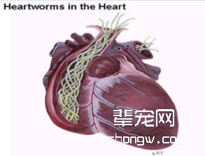 关于猫心丝虫