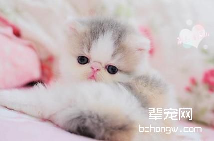 新生猫咪的杀手传染疾病介绍