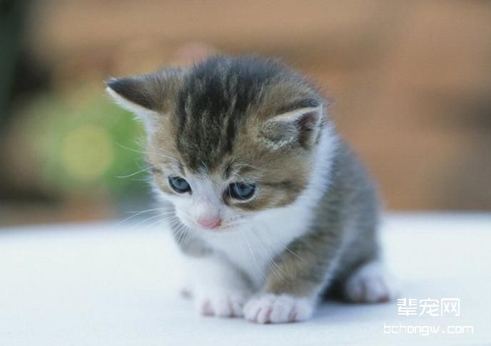 猫小脑发育不全的治疗办法