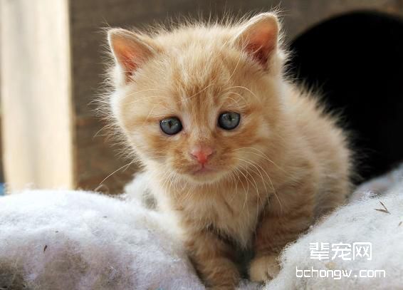 怎么样给奶猫寻找猫奶妈