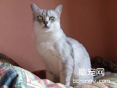 猫咪的眼睛为什么总是红红的
