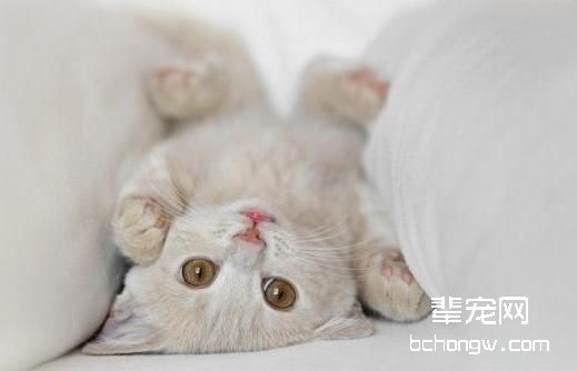 关于幼猫皮肤病的认识