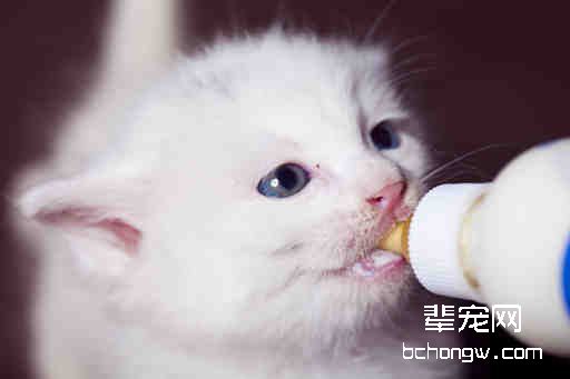 如何喂食没出乳牙的小猫