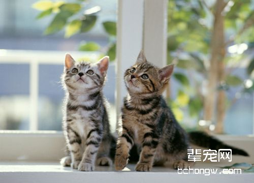 猫咪为什么会不愿意交配