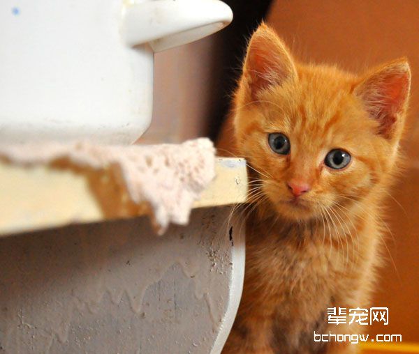 生活中哪些食物对猫是有害的