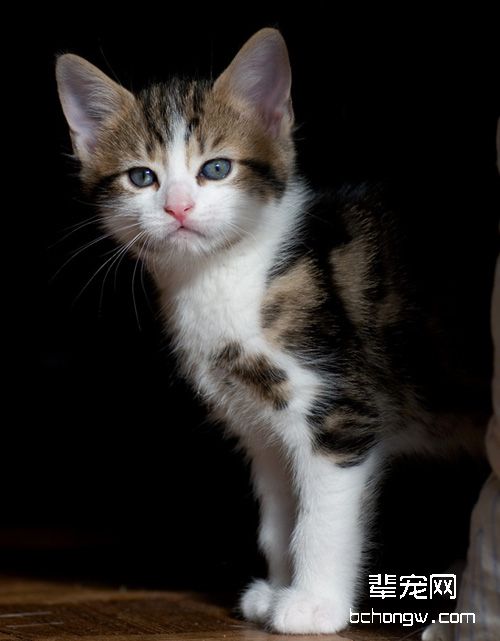 猫的初次交配注意事项