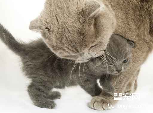如何正确帮助母猫来抚育幼猫