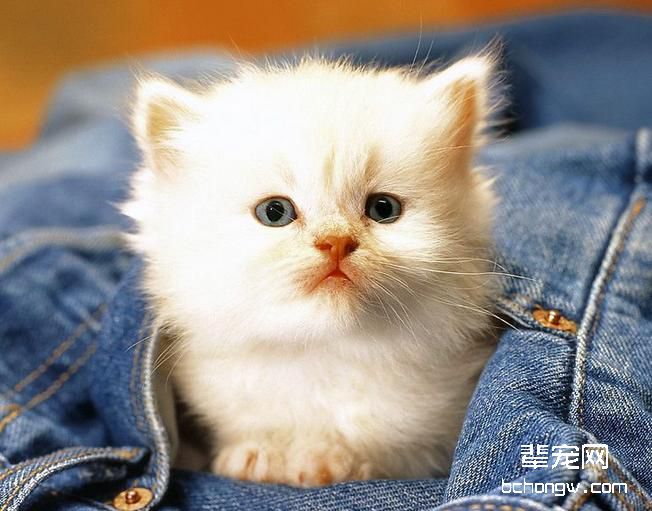 刚出生的小猫什么时候睁眼睛