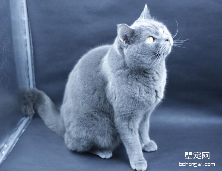 猫常见妇科病之乳房肿瘤