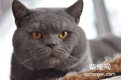 纯种猫常见的遗传病有哪些