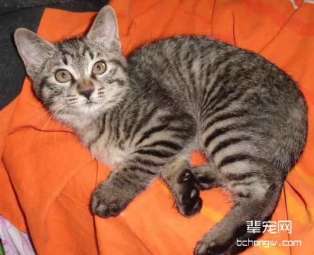 猫咪的嘴巴肿的原因及治疗