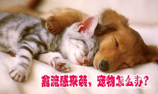 H7N9禽流感来袭，宠物怎么办？