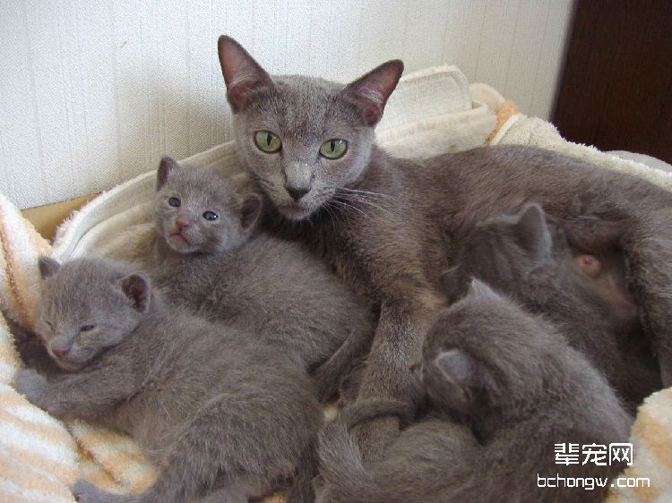 猫咪绝育知识问答集