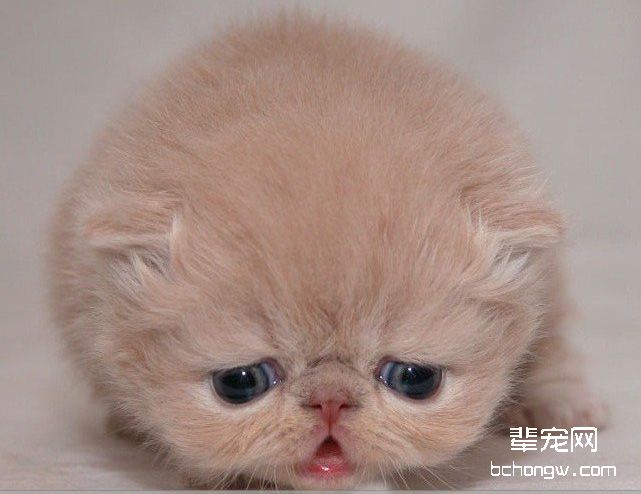 小猫眼睛发炎该如何治疗