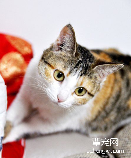 猫咪维生素中毒怎么处理