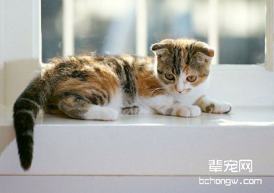 关于猫咪葡萄膜炎的原因及治疗