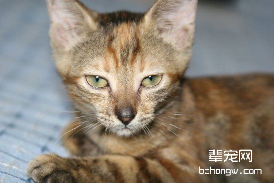 猫咪也有可能得艾滋病