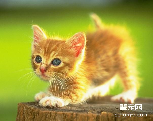 剖腹产的猫咪宝贝存活率低的原因