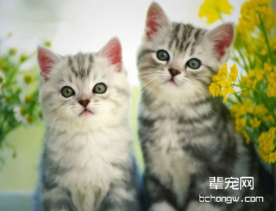 猫咪结婚是大事也需谨慎