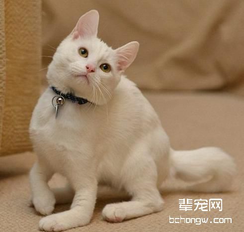 猫咪尿路结石的成因与治疗