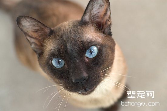 自制怀孕母猫的营养食品