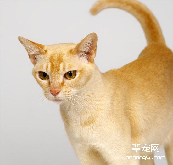 猫咪不小心中毒该怎么处理