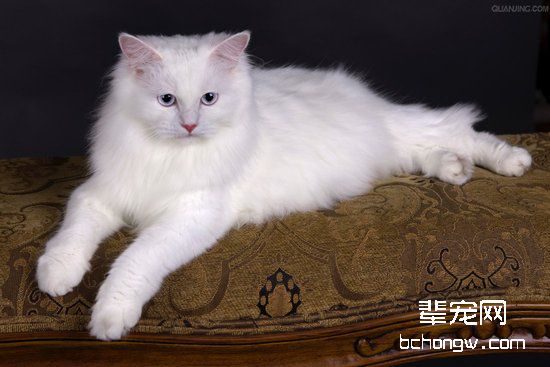 安哥拉猫患有虫病该怎么治疗