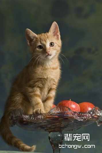 蚊子易引发猫猫的心丝虫病