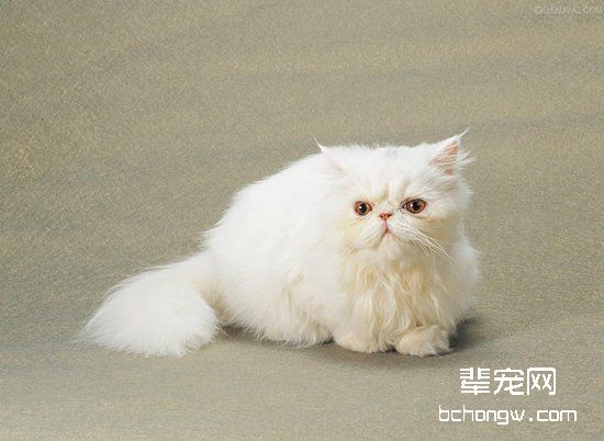 波斯猫繁殖期的注意事项