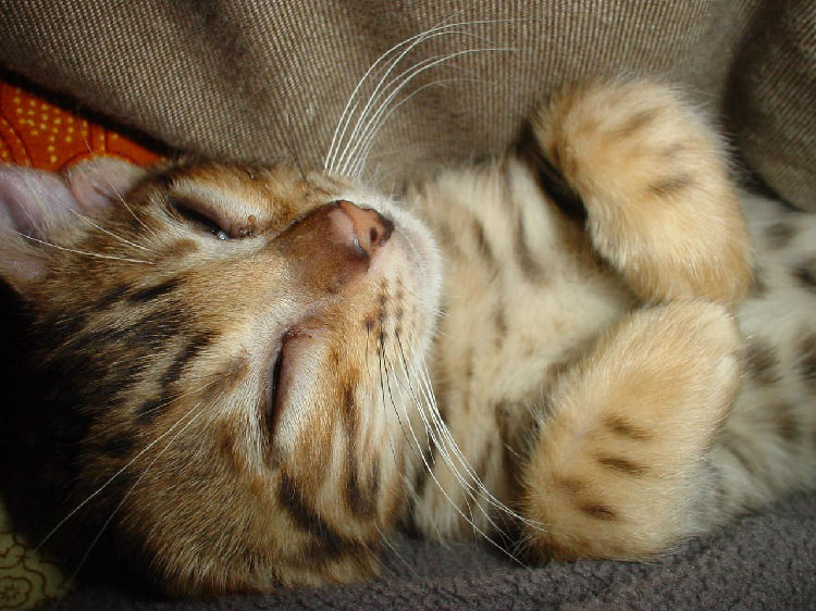 宠物狗猫的口腔疾病问题