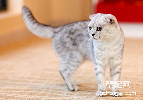 折耳猫骨骼方面遗传病及表现症状