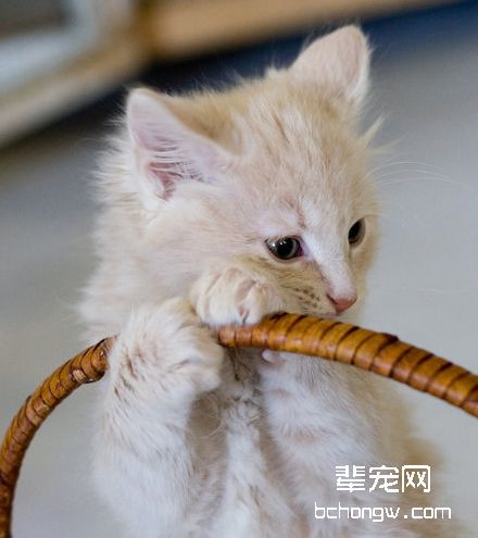 如何拯救窒息的猫猫