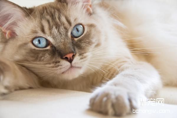如何改善猫猫怀孕期间的饮食