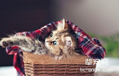 猫咪怀孕的前兆有哪些