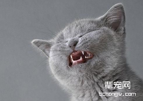 猫咪有了蛀牙怎么办