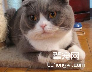 猫咪生病不吃东西怎么办