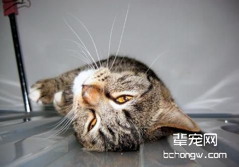 猫咪发情多长时间会持续多久