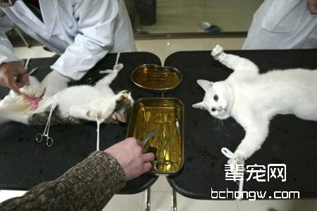 猫做绝育去势手术的最佳年龄