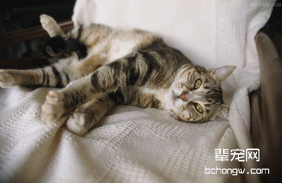 猫咪便秘该如何治疗